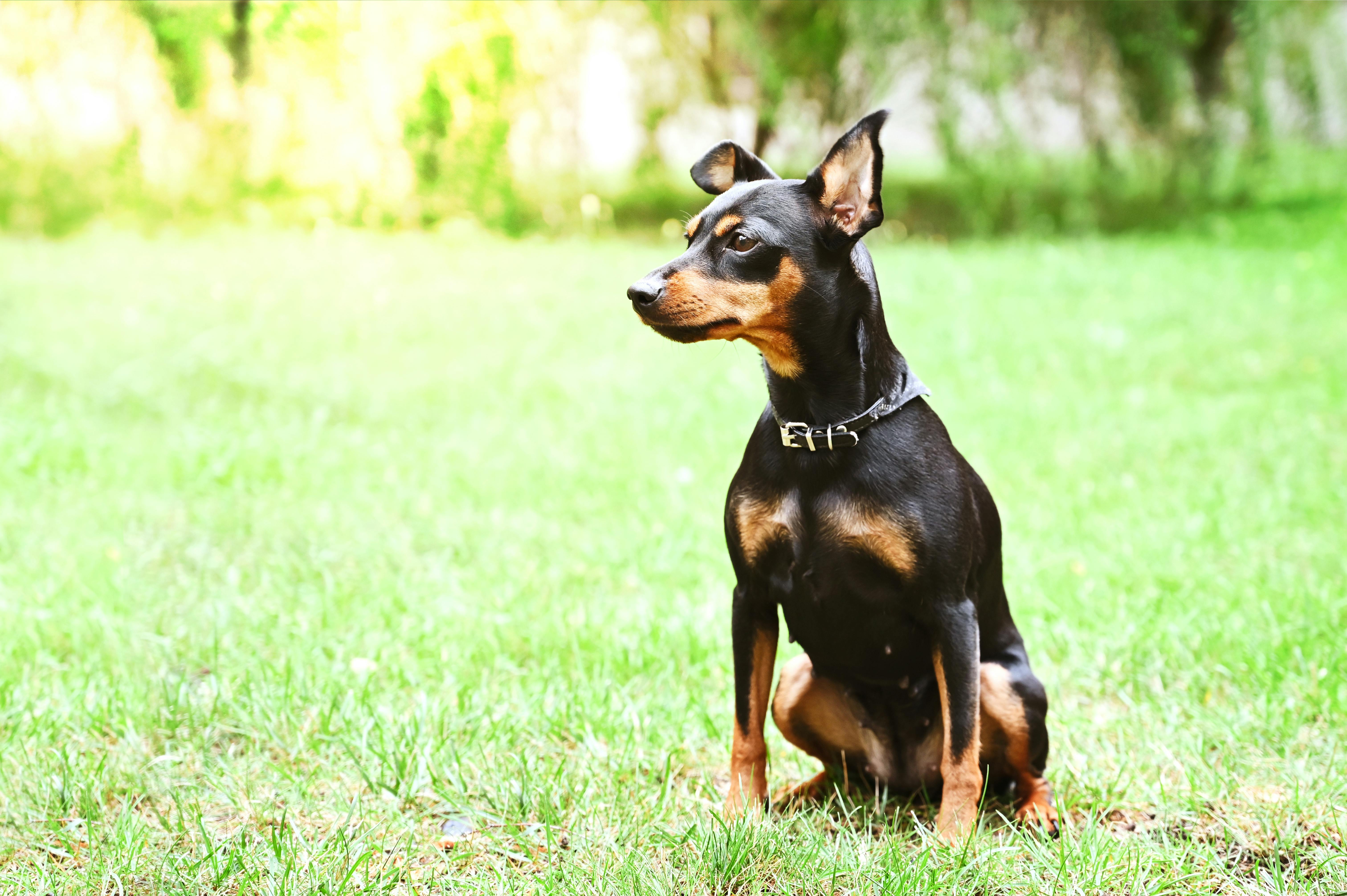 Adorable Miniature Pinscher sitting attentively on lush green grass outdoors.