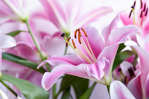 Close-Up Shot of a Blooming Pink Madonna Lily
