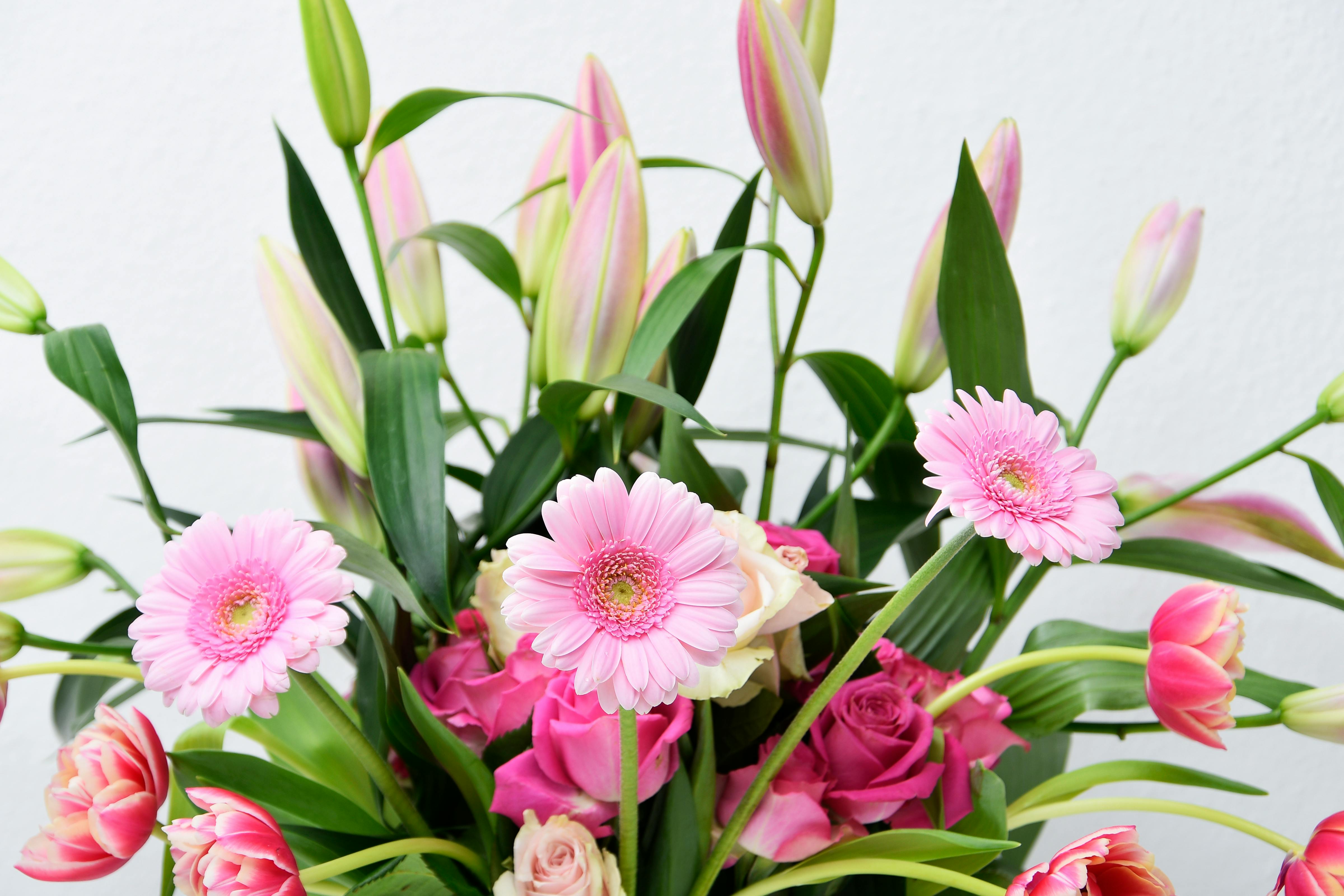 Lily Toxicity in Cats: Why These Beautiful Flowers Can Be Deadly