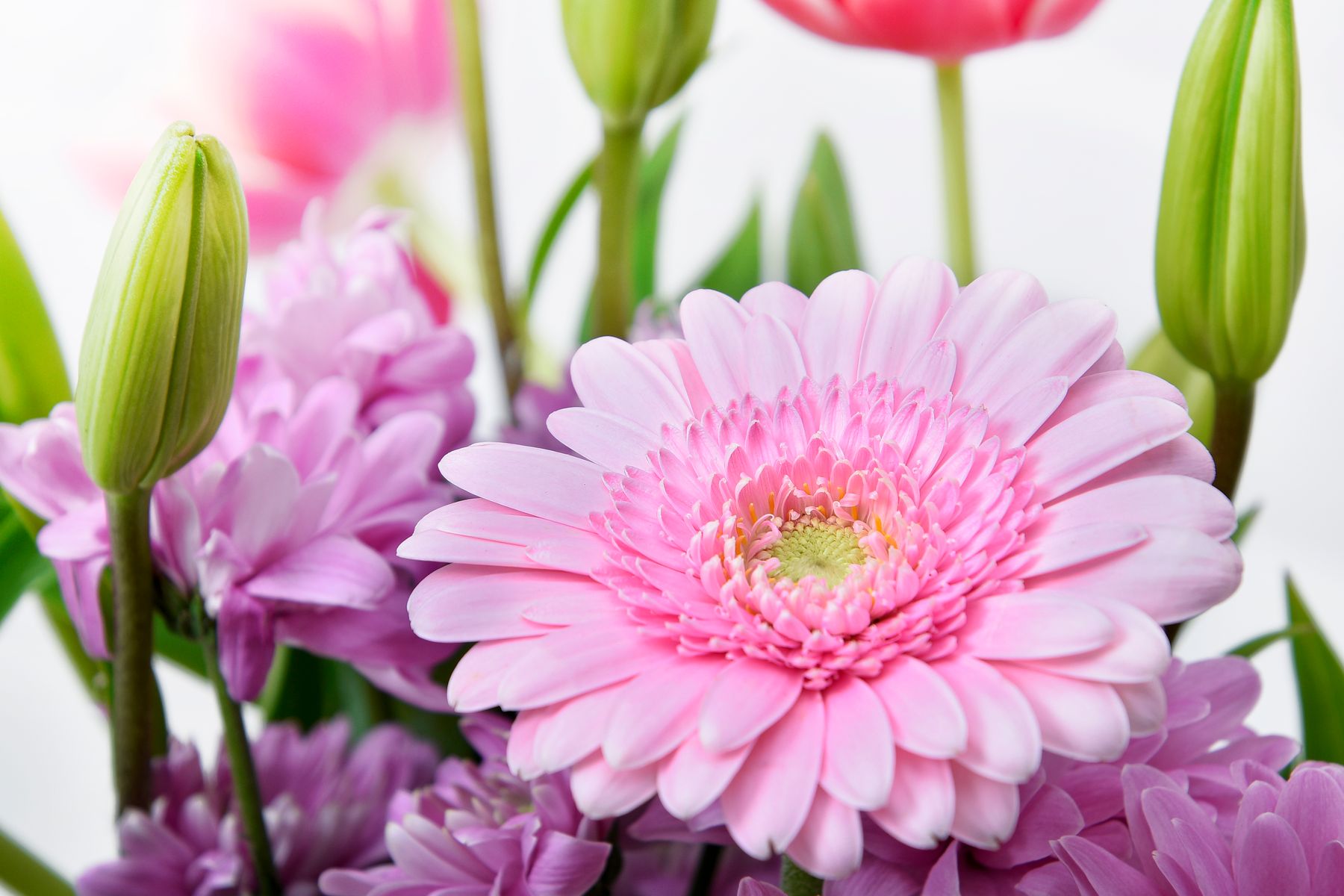 Close-up pink gerbera and lily flowers