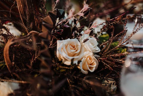 White Roses in Bloom