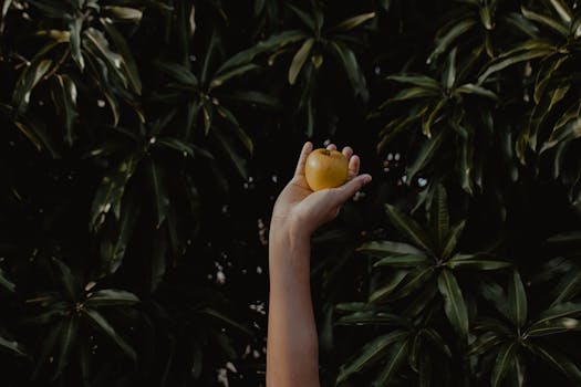 A hand holding a green apple against a backdrop of dense tree foliage, symbolizing growth and nature.