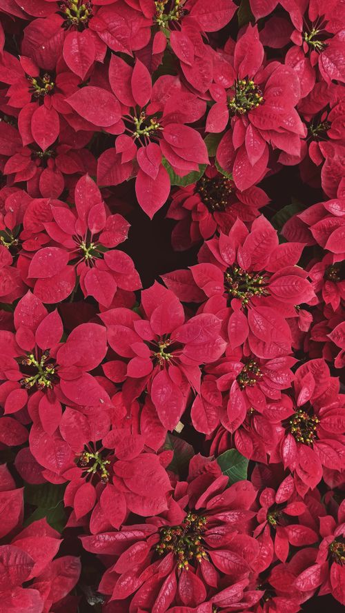 Free Bright and detailed close-up of red poinsettias, perfect for holiday themes. Stock Photo