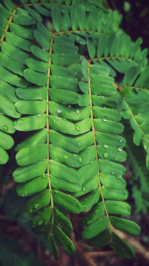 Foto stok gratis dasar, Daun-daun, hijau