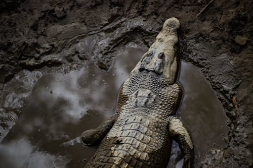 Foto d'estoc gratuïta de animal, bassal, carnívor