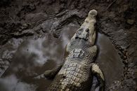 Brown Crocodile on Water