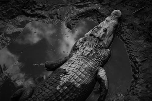 Free Grayscale Photo of Crocodile in a Muddy Puddle Stock Photo