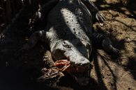 Black and White Crocodile on Brown Soil