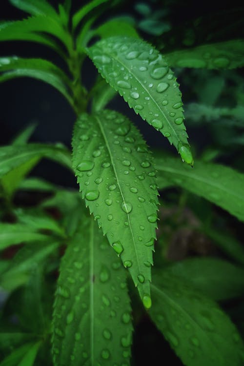 Raindrops on Green Leaves in Close-Up Photography