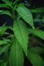 Free stock photo of dew, drop, evergreen