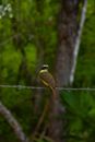 Green Bird Perched on Barbed Wire