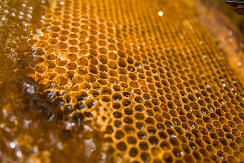 Close-up of a Honeycomb Filled with Honey