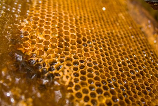 Detailed close-up of a honeycomb filled with honey, showcasing the intricate hexagonal pattern.