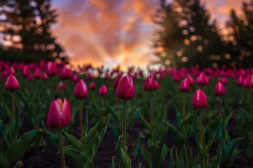Gratuit Tulipes Au Lever Du Soleil Photos