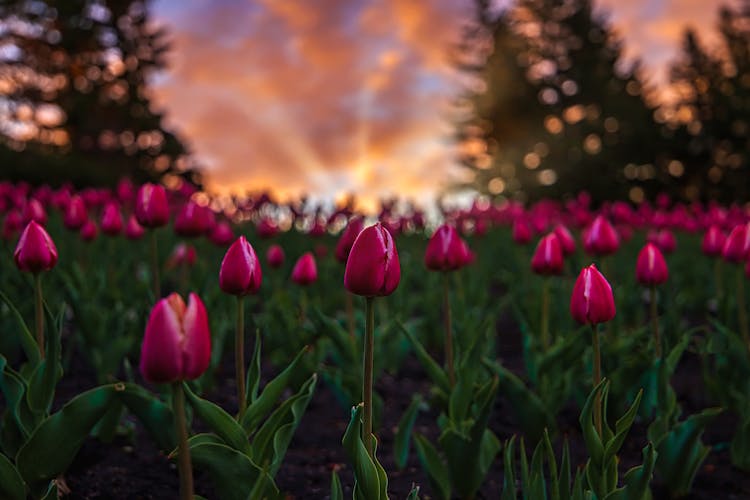 Tulips At Sunrise