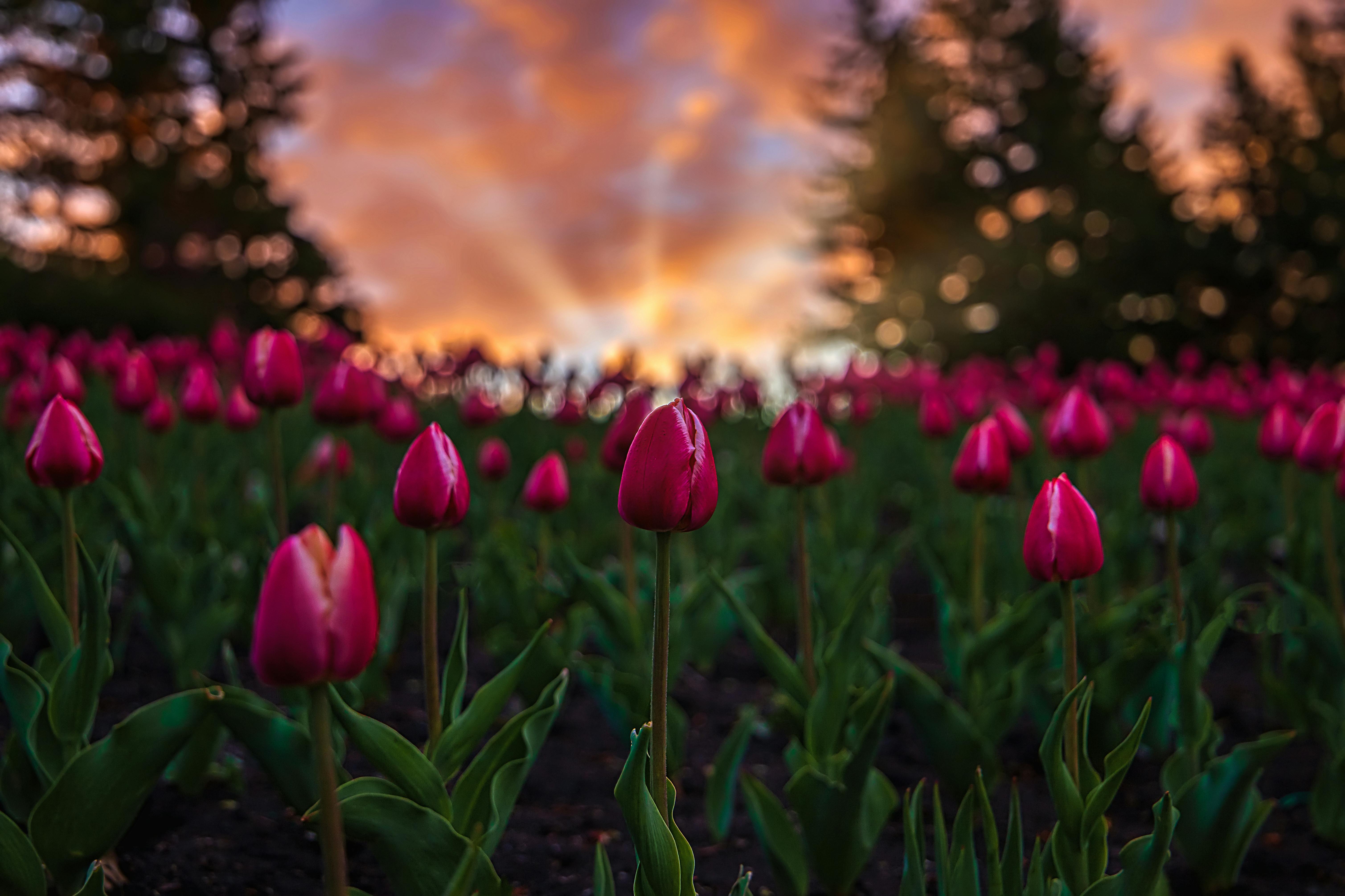 spring flower sunrise