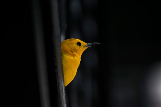 Charming close-up of a yellow warbler peeking from a dark background, showcasing its vivid plumage.