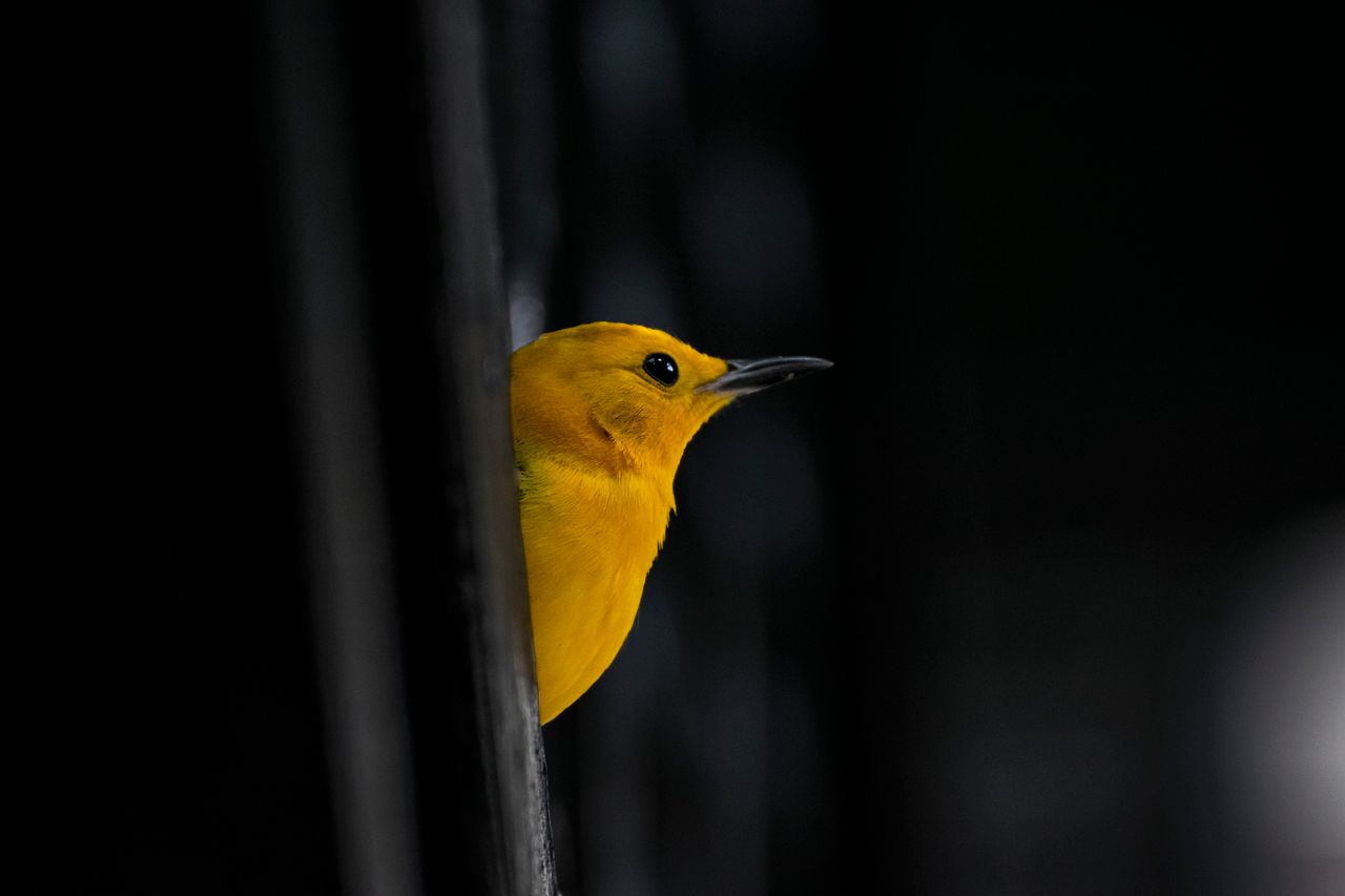 charming close up of a yellow warbler peeking from a dark background s