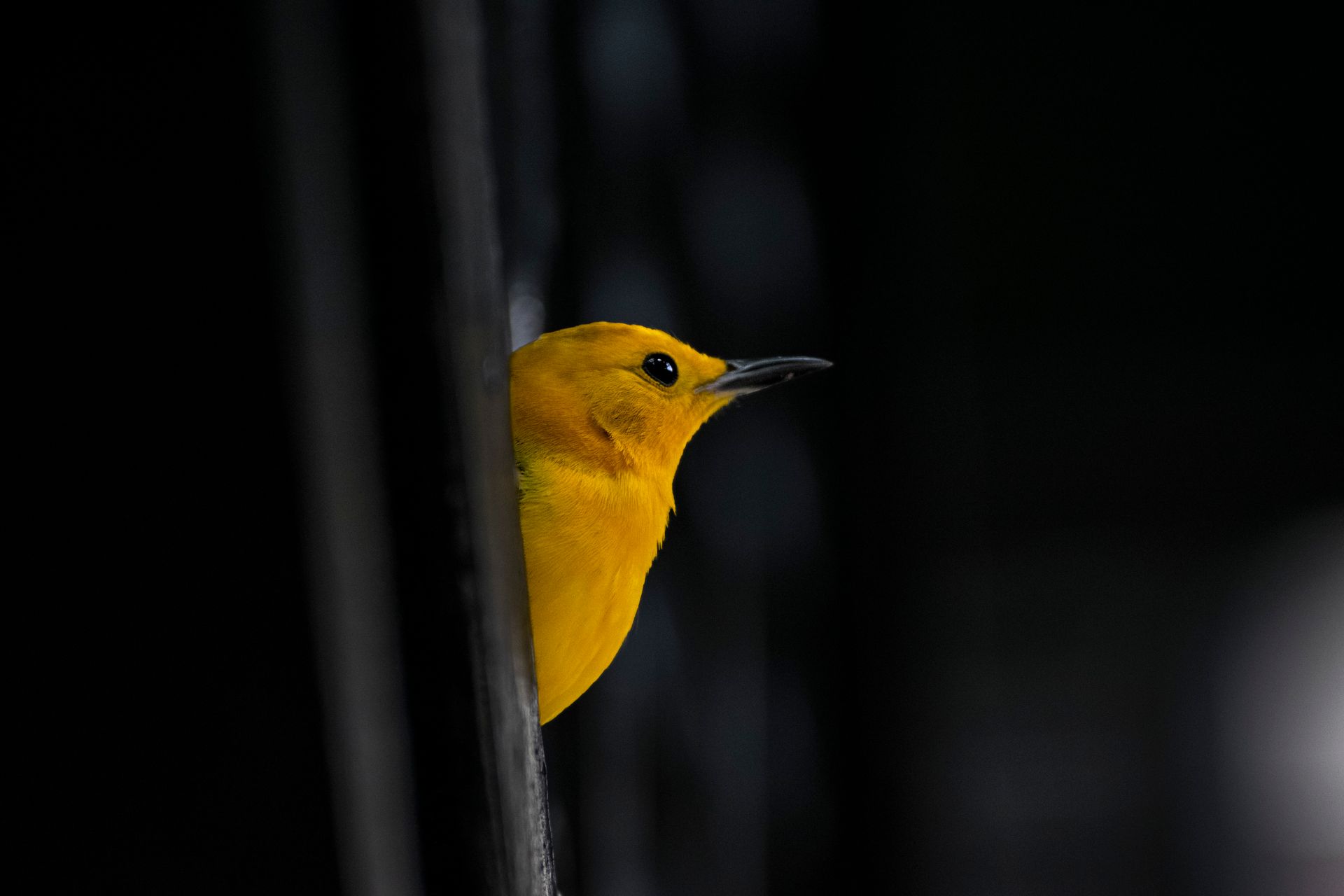Charming close-up of a yellow warbler peeking from a dark background, showcasing its vivid plumage.