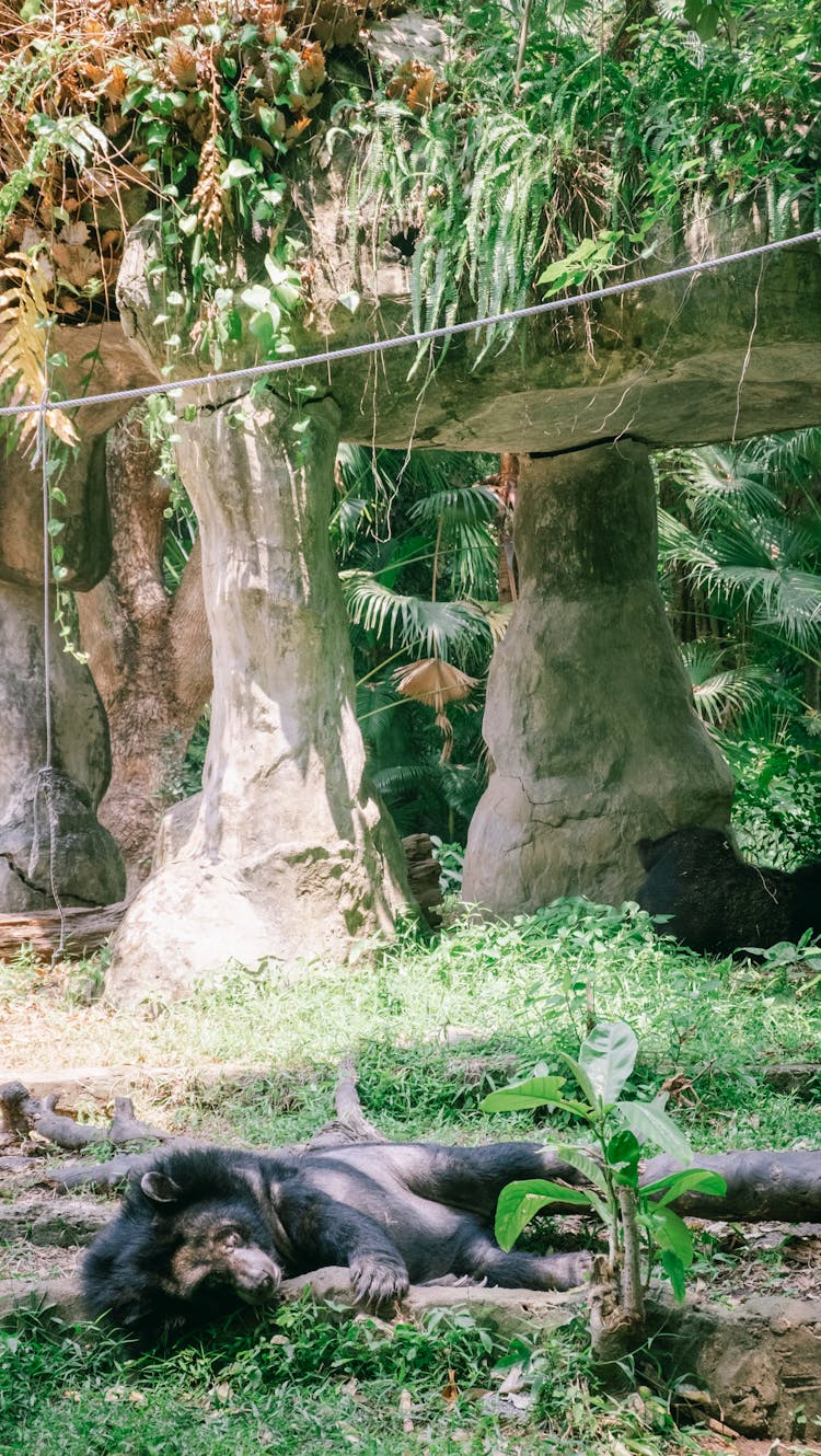 Bear In Zoo