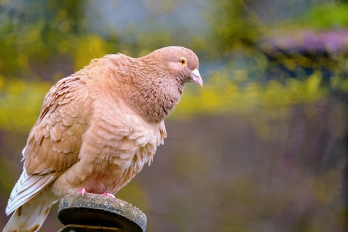 Foto stok gratis bertengger, binatang, burung