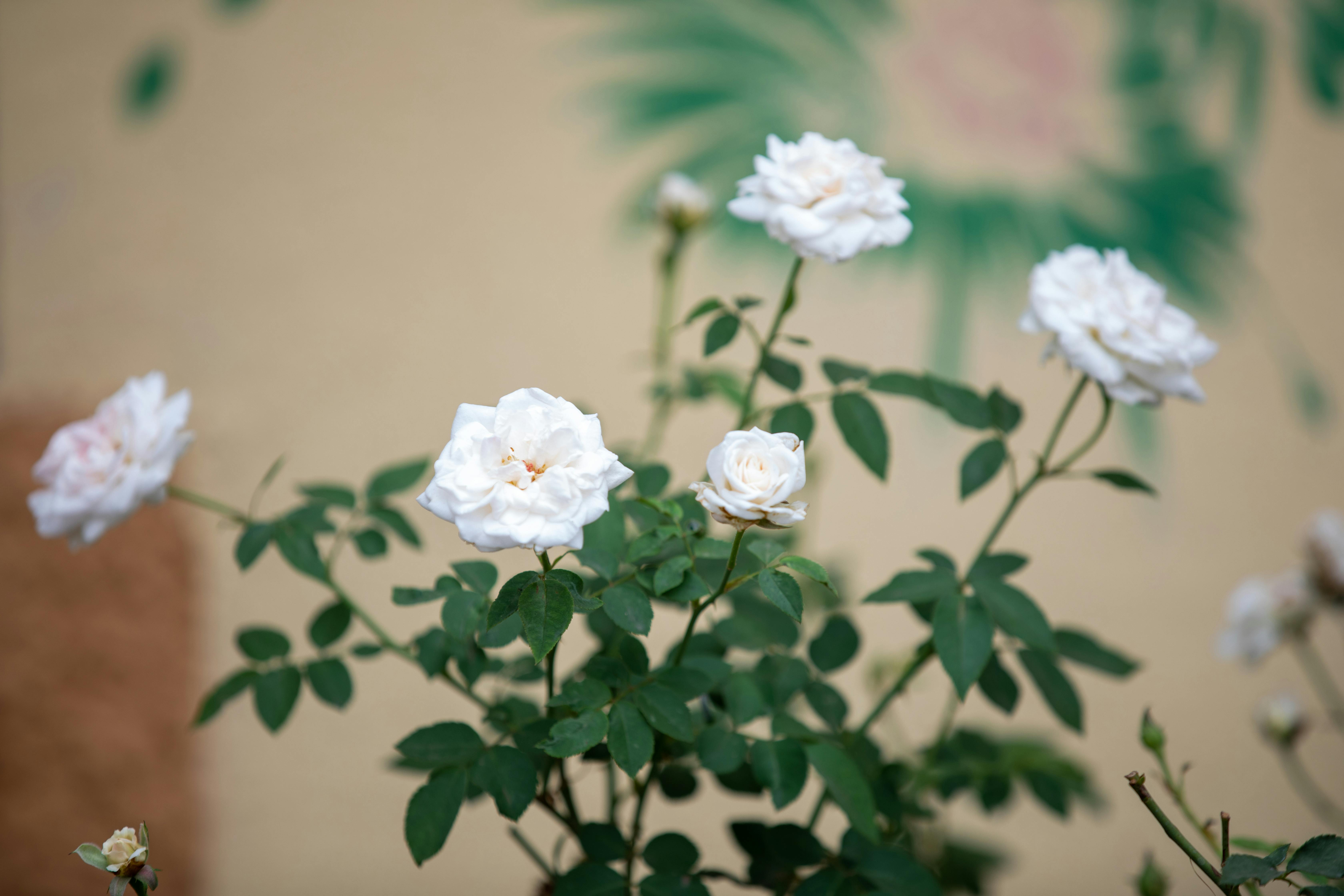 Beautiful white roses in a soft bloom with an artistic background, creating a serene and elegant scene.