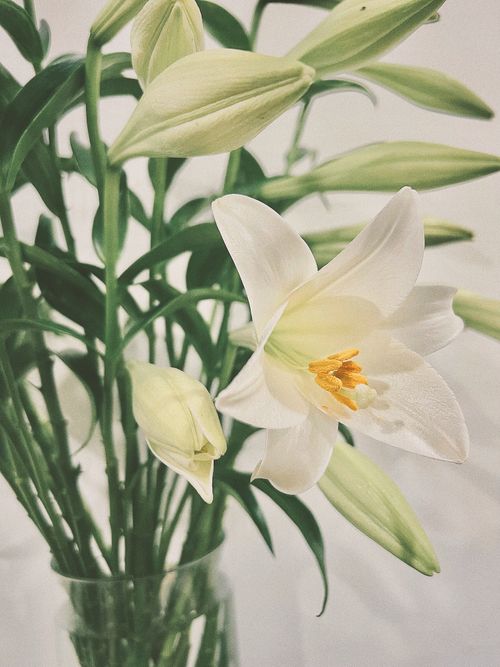 Free A beautiful display of white lilies in a vase, perfect for adding elegance to your decor. Stock Photo