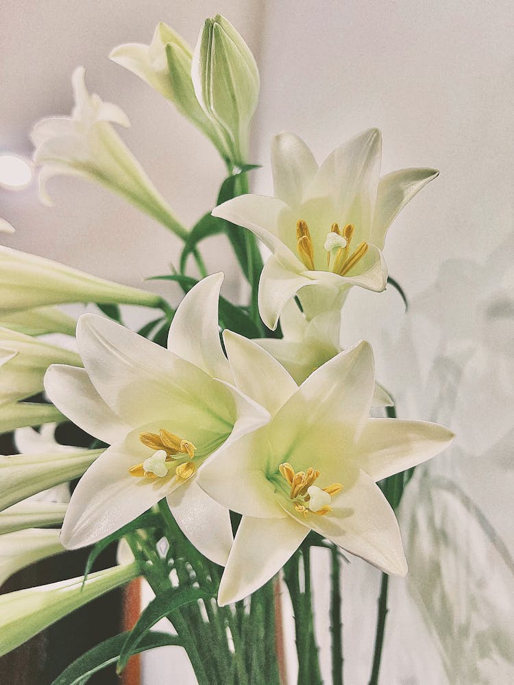 Close-Up Shot Of Easter Lilies