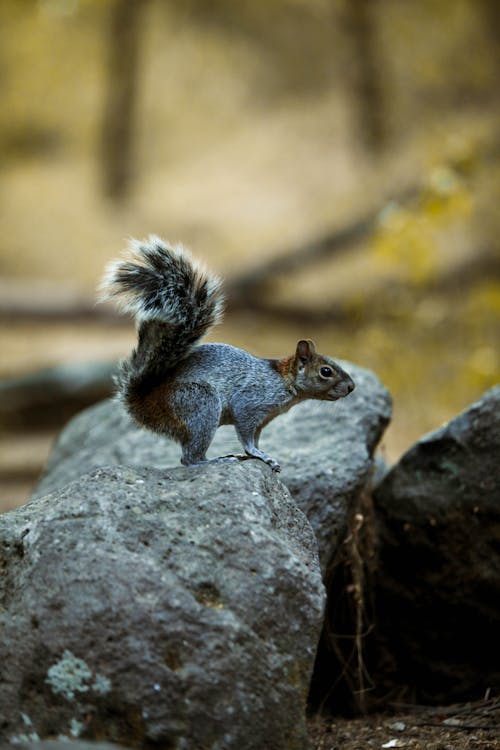 Free Squirrel on a Rock Stock Photo