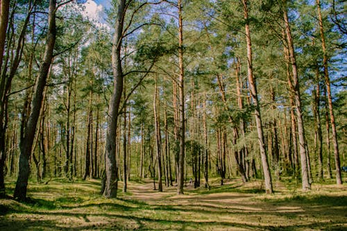 ağaç gövdeleri, ağaçlar, arazi içeren Ücretsiz stok fotoğraf