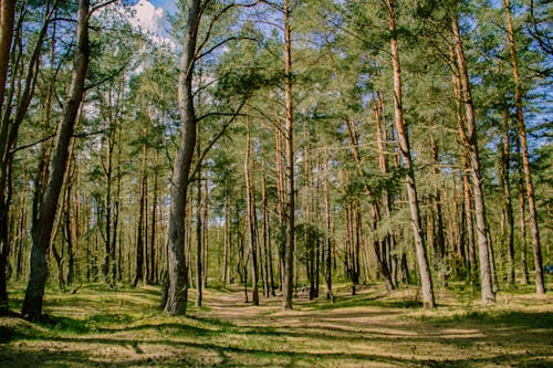 Kostenloses Stock Foto zu äste, badehose, bäume