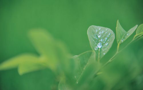 Free A fresh leaf with dewdrops, symbolizing growth and renewal outdoors. Stock Photo