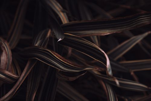 Free Abstract close-up of withering leaves showcasing intricate patterns and textures. Stock Photo
