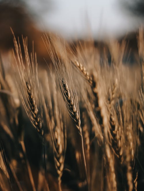 Wheat Grass in Close-up Photography