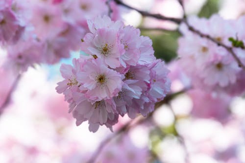 Close-Up Shot of Cherry Blossoms