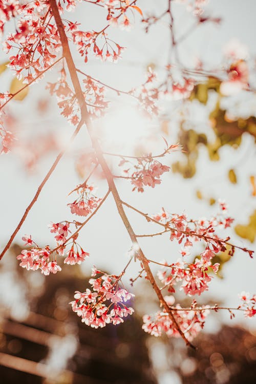 Free Close-Up Shot of Blooming Cherry Blossom Flowers Stock Photo