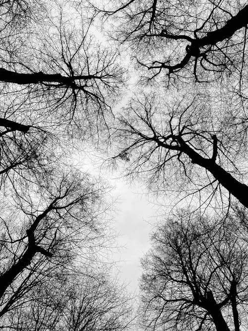 低角度拍攝, 光禿禿的樹木, 單色 的 免費圖庫相片
