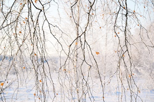 Free ağaç, dallar, doğa içeren Ücretsiz stok fotoğraf Stock Photo