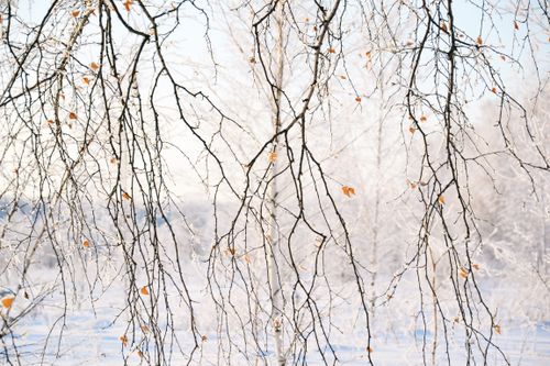 Free Bare branches with remnants of snow and brown leaves on a winter day. Stock Photo