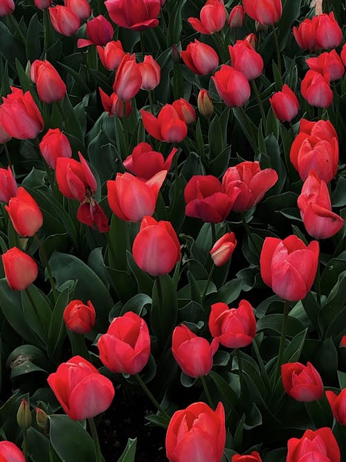 Free Close-Up Shot of Red Tulips Stock Photo