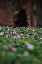 Free stock photo of blur, bright, cemetery