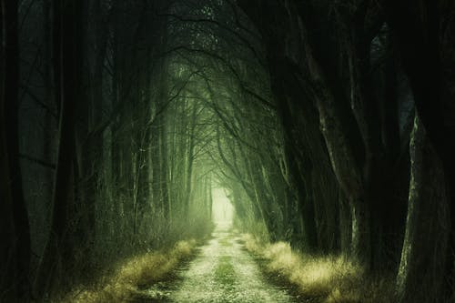 Tree Tunnel Overdag