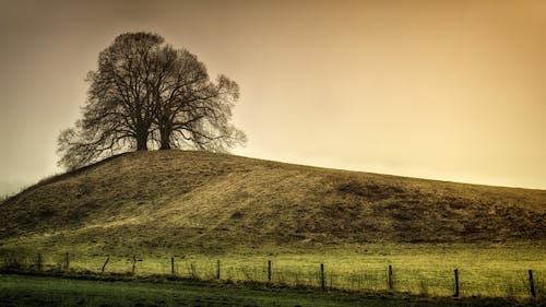 Silhouette of Tree on Top of the Hill