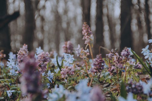 無料 スノードロップ, バックグラウンド, 春の花の無料の写真素材 写真素材