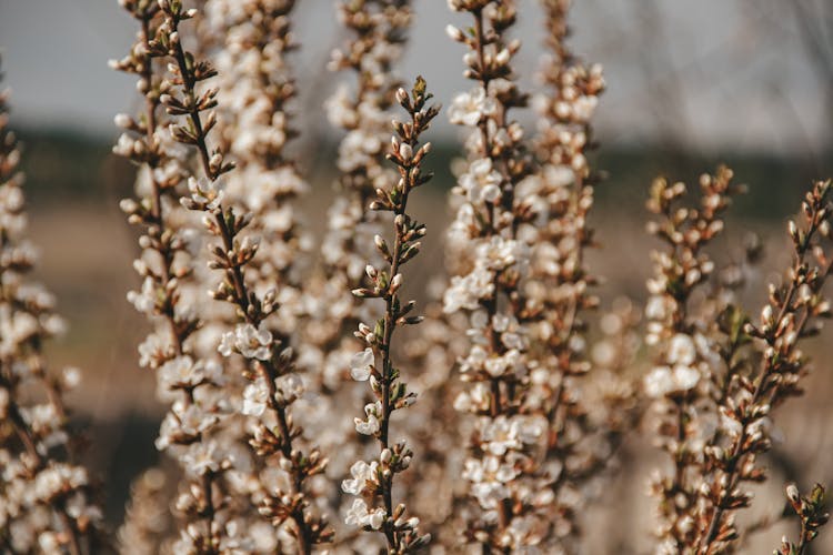 Heather Flowers Blooming