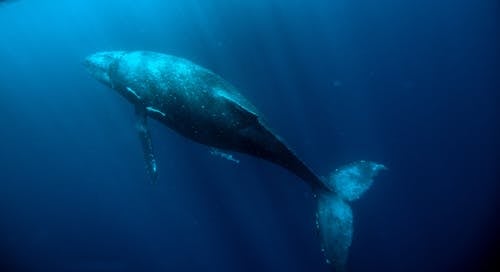 Imagine de stoc gratuită din apă albastră, balenă, ocean