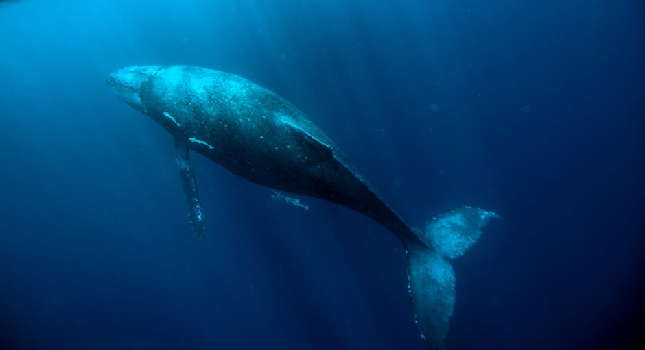 what should i know about humpback whales