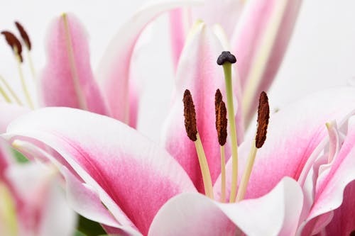 Close Up Photo of a Flower