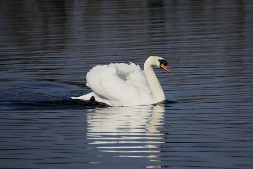 Free A serene image of a mute swan swimming gracefully on a tranquil lake, reflecting elegance. Stock Photo