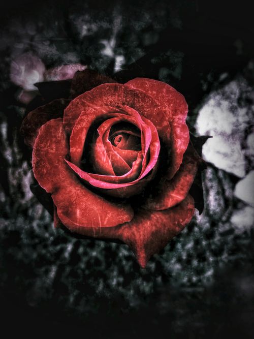 Free stock photo of rose Stock Photo